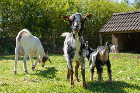Cabras - De Klimberg - Rheezerveen, Overijssel, Países Bajos