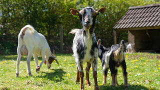 Cabras - De Klimberg - Rheezerveen, Overijssel, Países Bajos