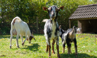 Cabras - De Klimberg - Rheezerveen, Overijssel, Países Bajos