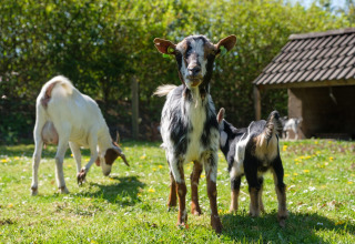 Goats - De Klimberg - Rheezerveen, Overijssel, Netherlands