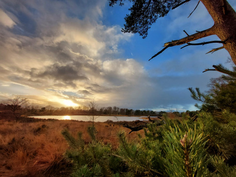 Coucher de soleil sur paysage avec lac et pins à Vakantievilla Amalia 6, Hofparken De Bergvennen, Pays-Bas.