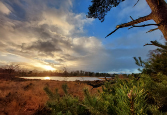 Coucher de soleil sur paysage avec lac et pins à Vakantievilla Amalia 6, Hofparken De Bergvennen, Pays-Bas.