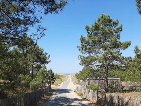 Eine ruhige Straße führt durch Pinien und Dünen nahe L'Aiguillon sur Mer in Pays de la Loire, Frankreich.