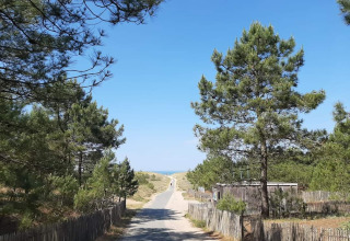 En fredelig vej fører gennem fyrretræer og sandklitter nær L'Aiguillon sur Mer, Pays de la Loire, Frankrig.