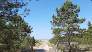 A quiet road lined with pine trees and sand dunes near L'Aiguillon sur Mer, Pays de la Loire, France.