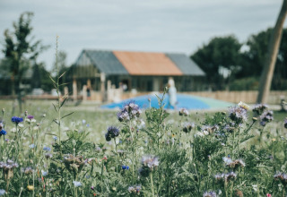 Sfeerfoto bloemen op park - De Klepperstee - Ouddorp, Zeeland, Nederland