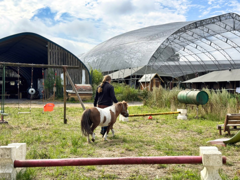 Donna conduce un piccolo pony nell’area verde a Feather Down Ecuries de Gapennes, Hauts-de-France, Francia.