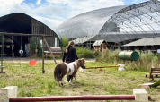 Donna conduce un piccolo pony nell’area verde a Feather Down Ecuries de Gapennes, Hauts-de-France, Francia.