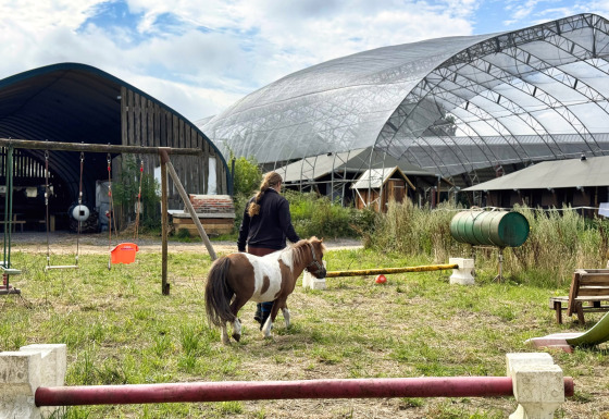Donna conduce un piccolo pony nell’area verde a Feather Down Ecuries de Gapennes, Hauts-de-France, Francia.