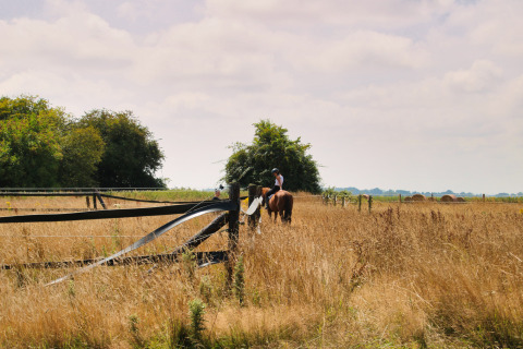 Ruiter op een paard in een goud veld bij Feather Down Ecuries de Gapennes, Hauts-de-France, Frankrijk.