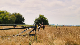 Ruiter op een paard in een goud veld bij Feather Down Ecuries de Gapennes, Hauts-de-France, Frankrijk.