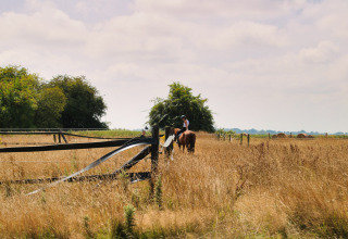 Ruiter op een paard in een goud veld bij Feather Down Ecuries de Gapennes, Hauts-de-France, Frankrijk.