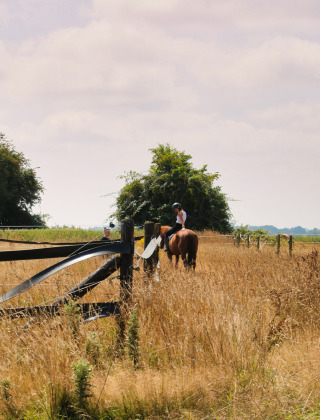Ruiter op een paard in een goud veld bij Feather Down Ecuries de Gapennes, Hauts-de-France, Frankrijk.