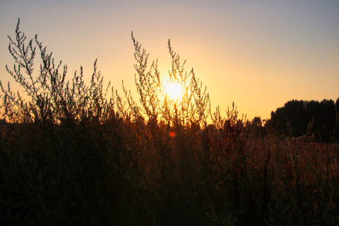 Puesta de sol tras plantas silvestres en Feather Down Ecuries de Gapennes, Hauts-de-France, Francia.