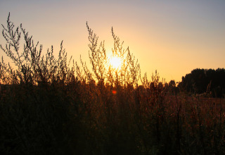 Tramonto dietro piante selvatiche nei campi di Feather Down Ecuries de Gapennes, Hauts-de-France, Francia.