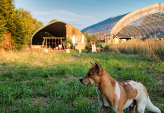 Un cane marrone e bianco si trova sull’erba a Feather Down Ecuries de Gapennes, parco vacanze in Hauts-de-France, Francia.