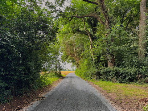 Paved road surrounded by lush green trees at Feather Down Ecuries de Gapennes, Hauts-de-France, France.