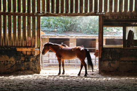 A horse stands inside a sunlit barn at Feather Down Ecuries de Gapennes holiday park in Hauts-de-France, France.