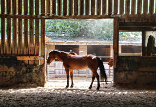 Een paard staat in een zonnige stal bij Feather Down Ecuries de Gapennes, een vakantiepark in Hauts-de-France, Frankrijk.