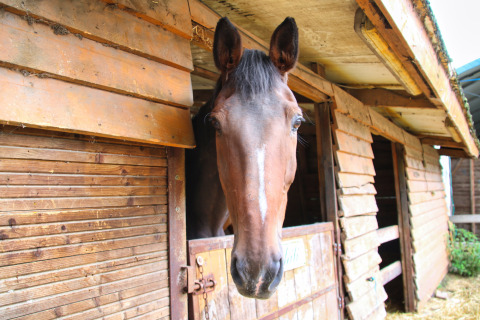 Een bruin paard kijkt uit zijn stal bij Feather Down Ecuries de Gapennes, een vakantiepark in Hauts-de-France, Frankrijk.