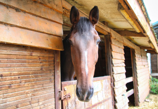 Een bruin paard kijkt uit zijn stal bij Feather Down Ecuries de Gapennes, een vakantiepark in Hauts-de-France, Frankrijk.