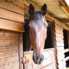 Een bruin paard kijkt uit zijn stal bij Feather Down Ecuries de Gapennes, een vakantiepark in Hauts-de-France, Frankrijk.