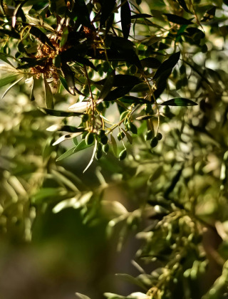 Oliven på et trægren badet i sollys, fotograferet i nærheden af Umag, en by i Istrien, Kroatien.