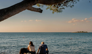 To personer og en hund sidder under et træ og nyder udsigten over havet nær Umag i Istrien, Kroatien.