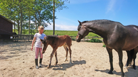 Una bambina sta con un puledro accanto a un cavallo adulto sulla sabbia di Safarilodge Impala, IJsselhof.