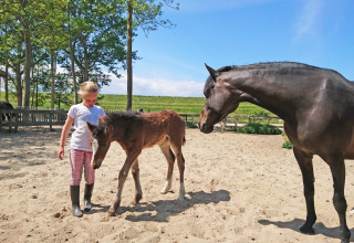 En pige står i sandet med en føl ved siden af en voksen hest på Safarilodge Impala, Vakantiepark IJsselhof.