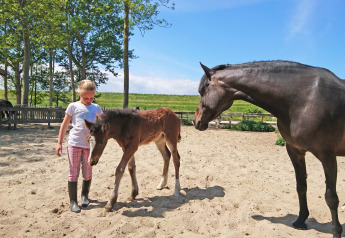 Una bambina sta con un puledro accanto a un cavallo adulto sulla sabbia di Safarilodge Impala, IJsselhof.