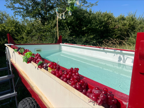 Udendørs pool dekoreret med vindruer på kanten, set ved glamping-teltet Per Amore del Vino i Italien.