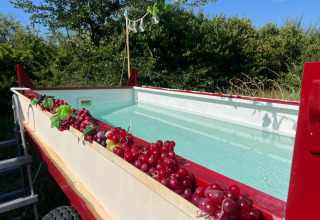 Außenpool mit Trauben am Rand dekoriert, gesehen beim Glamping-Zelt Per Amore del Vino in Italien.