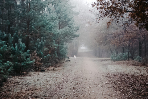 Bosque fotográfico de invierno - Vakantiepark de IJsvogel - Voorthuizen, Gelderland, Países Bajos