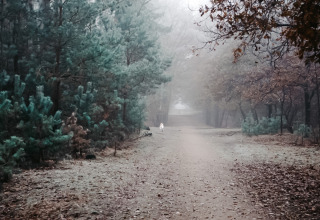 Sfeervol bospad in Holiday Park De IJsvogel, Gelderland, Nederland, met mist en een hond in de verte.