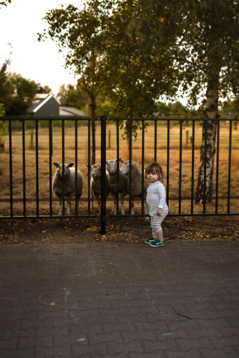 A small child stands by a fence looking at sheep at Feather Down Het Keelven holiday park, North Brabant, Netherlands.