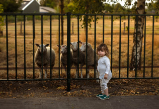 A small child stands by a fence looking at sheep at Feather Down Het Keelven holiday park, North Brabant, Netherlands.