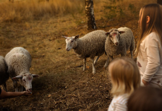 Kinderen kijken naar een kudde schapen in een veld nabij Someren, Noord-Brabant, Nederland.