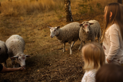 Des enfants observent un petit troupeau de moutons paissant dans un champ près de Someren, Brabant-Septentrional, Pays-Bas.