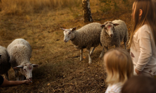 Kinderen kijken naar een kudde schapen in een veld nabij Someren, Noord-Brabant, Nederland.
