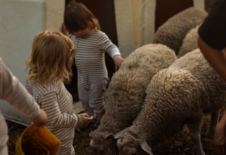 Bambini in pigiama a righe danno da mangiare alle pecore davanti alle casette di Feather Down Het Keelven, Brabante Settentrionale, Paesi Bassi.