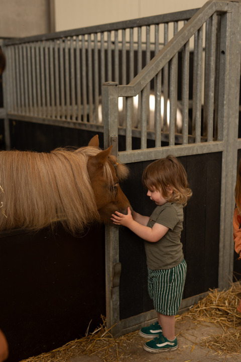 Un jeune enfant caresse doucement un poney dans une étable à Feather Down Het Keelven, North-Brabant, Pays-Bas.