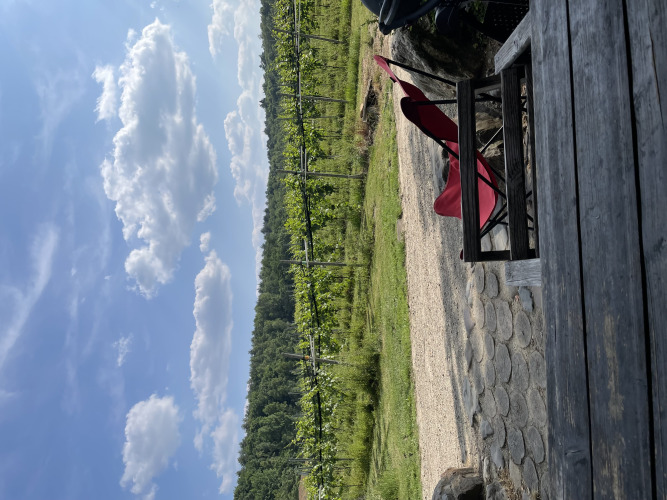 View from Hobbit House 1 at Cosy Cabins showing vines, forest, a bench and a red chair in Limburg, Belgium.