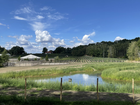 Vista da una tiny house su uno stagno, campi recintati, vigneti e alberi sotto un cielo azzurro.