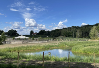 Vista da una tiny house su uno stagno, campi recintati, vigneti e alberi sotto un cielo azzurro.