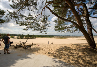Zona de dunas naturales - Duinhoeve - Udenhout, Zelanda, Países Bajos