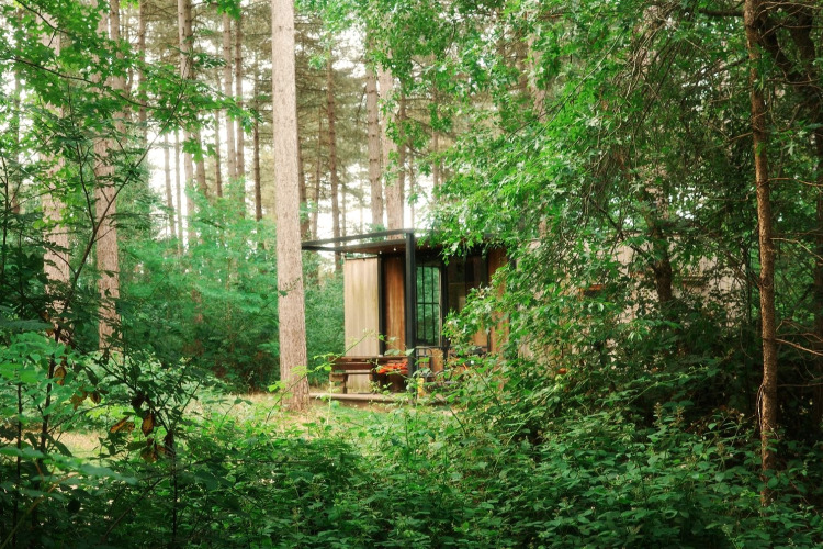 Pequeña cabaña llamada Sweet Cabin enclavada entre árboles altos y frondosa vegetación en el bosque.