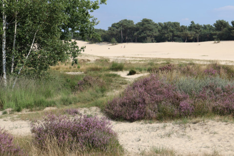 Naturaleza circundante _ dunas - Duinhoeve - Udenhout, Zelanda, Países Bajos