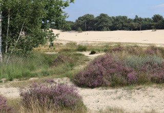 Naturaleza circundante _ dunas - Duinhoeve - Udenhout, Zelanda, Países Bajos