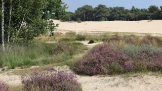 Naturaleza circundante _ dunas - Duinhoeve - Udenhout, Zelanda, Países Bajos